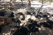 معدوم‌سازی لاشه ۲۸ راس بز مسموم‌شده با کود شیمیایی در سروآباد 