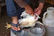 یک واحد عرضه فرآورده های خام دامی در بیجار بعلت فروش مرغ زنده با دستور قضایی پلمب شد