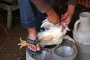برخورد دستگاه قضا با عرضه کننده مرغ زنده در معابر عمومی دیواندره