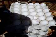 ضبط 1020 عدد تخم مرغ بدون ضوابط نشانه گذاری سازمان دامپزشکی در دهگلان