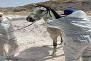 شناسایی و معدوم سازی دو راس اسب مبتلا به مشمشه در سنندج