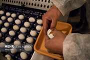 کشف و ضبط ۸۶۴۰ عدد تخم مرغ فاقد شرایط نشانه گذاری در قروه