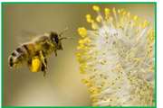 توصیه های بهداشتی به زنبورداران در فصل زنبورداری  