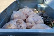 بیش از نود کیلوگرم گوشت مرغ غیربهداشتی از یک دستگاه خودرو مسافربری در مریوان کشف و ضبط شد