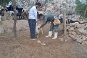 مایه‌کوبی جمعیت دامی استان کردستان علیه بیماری‌ تب برفکی