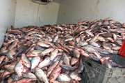 کشف و ضبط ۳۱۰۰ کیلو گرم ماهی فاسد و غیر قابل مصرف در کردستان 