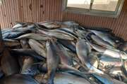 کشف و ضبط ۲۰۰۰ کیلوگرم ماهی فاسد در سنندج 