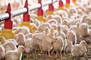 مرغداران با آغاز فصل سرما بیماری‌های ویروسی طیور را جدی بگیرند