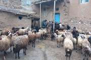 برگزاری اردوی جهادی شبکه دامپزشکی شهرستان سقز در روستای چنارتو 
