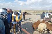 مراقبت فعال مبتنی بر ریسک بیماری تب‌برفکی در روستاهای بست، شاه‌قلعه، کول، گاوداری فرشید رضایی، میدان دام و کشتارگاه شهرستان دیواندره اجرا شد