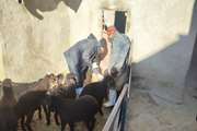 برگزاری اردوی جهادی دامپزشکی در روستای شیخ جعفر قروه به مناسبت دهه فجر