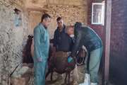 برگزاری اردوی جهادی دامپزشکی در روستای شیخە کویرە مریوان