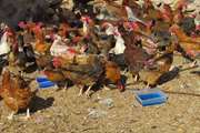 آغاز فاز یازدهم طرح واکسیناسیون طیور روستایی علیه بیماری نیوکاسل در استان کردستان