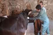 آغاز عملیات واکسیناسیون همزمان تب برفکی و نیوکاسل طیور بومی به صورت رایگان در بهمن ماه سالجاری در شهرستان سقز