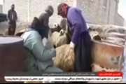 گزارش صدا و سیمای مرکز کردستان از واکسیناسیون تب برفکی در شهرستان بیجار
